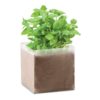BASIL Basilicum zaadjes